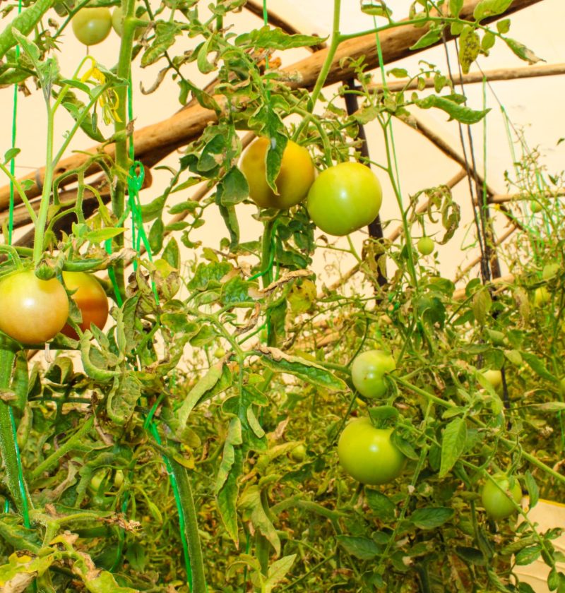 WhatsApp-Image-2025-05-21-at-11.33.13-AM